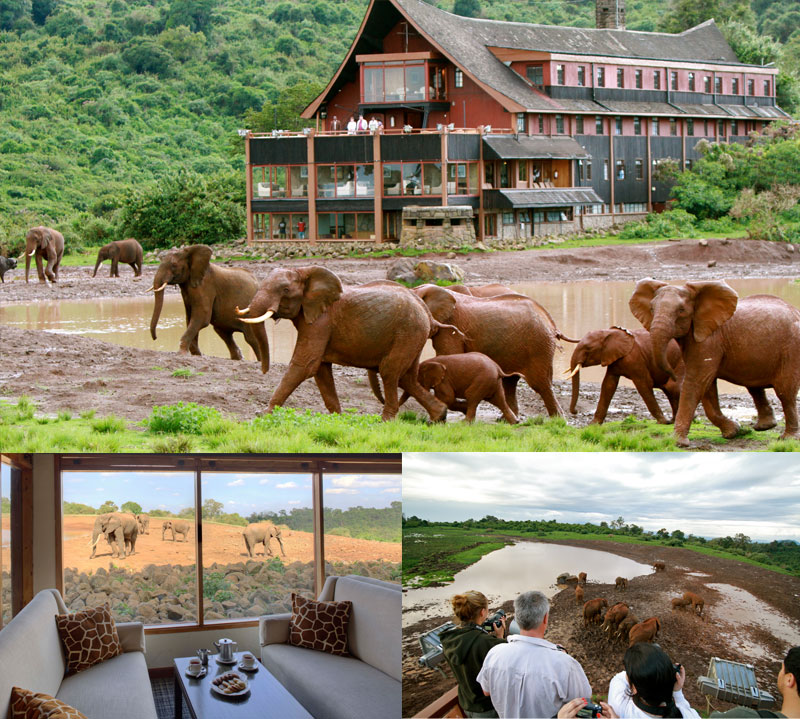 The Ark Lodge Aberdare National Park