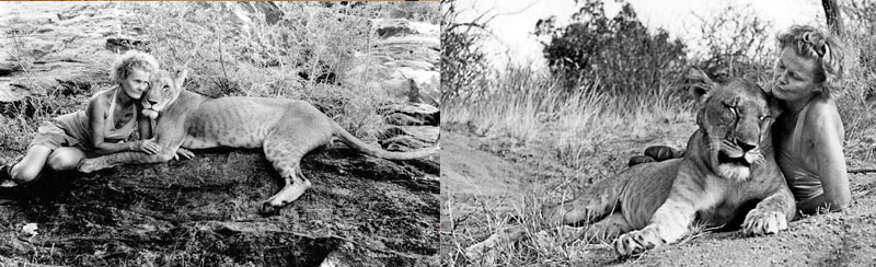 Shaba National Reserve wildlife